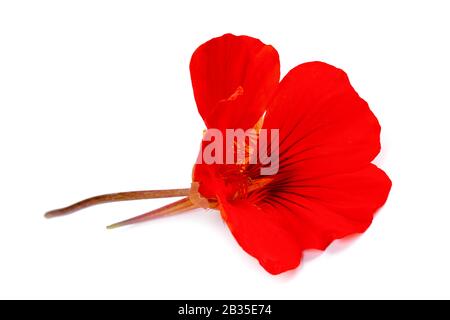 nasturtium  flower isolated on white background. Stock Photo