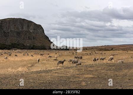 Flock of sheep in a pasture near Puerto Natales in Chile Stock Photo