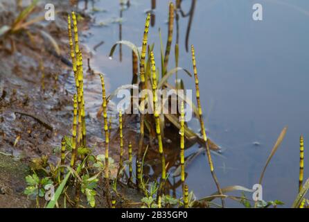 Colony of Water horsetail or Swamp horsetail on the shoreline of a ditch in early spring Stock Photo