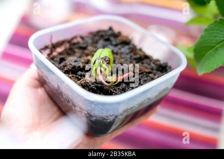 A mango seed was planted in a container of earth. Sprouted Mango Bone. Bright background. Stock Photo