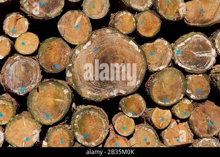 Wooden Background: Pile of Softwood Tree Trunks Closeup View Stock Photo