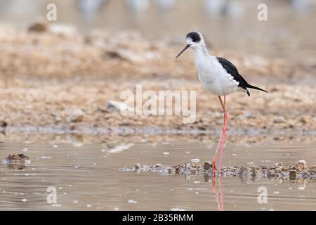 Black-winged Stilt wading in the pond Stock Photo