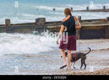 Young woman walking a dog along the beach while padding in the sea. Stock Photo