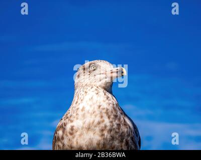 seagull closeup from below in bright blue sky Stock Photo