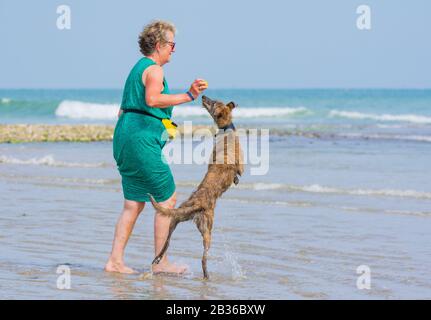 Woman playing with a Scottish Deerhound Lurcher dog on a beach on a hot day in Summer in the UK. Stock Photo