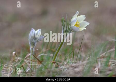 Beautiful delicate light yellow snowdrop flower (pulsatilla vulgaris) close-up on a blurry background of dry grass in the forest Stock Photo