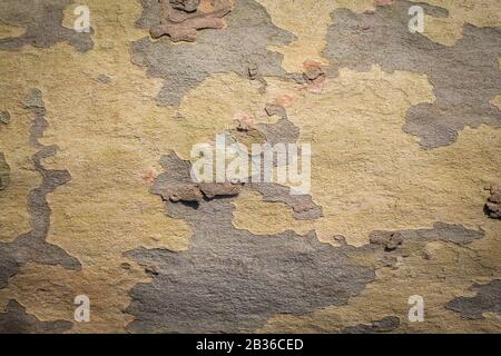 A Mottled Sycamore Tree Bark And Trunk Background Or Texture, Close-up, horizontal Image With Copy Space Stock Photo