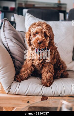 5 months old Cockapoo red puppy cross breed Stock Photo
