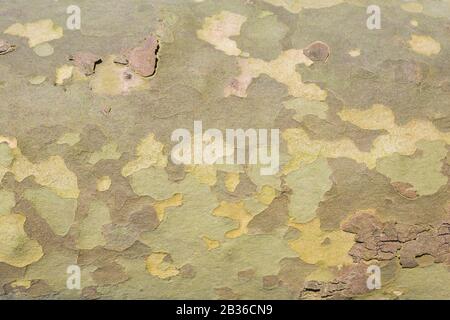 Texture of the bark of the plane tree. Yellow, green and brown colored texture. for background Stock Photo