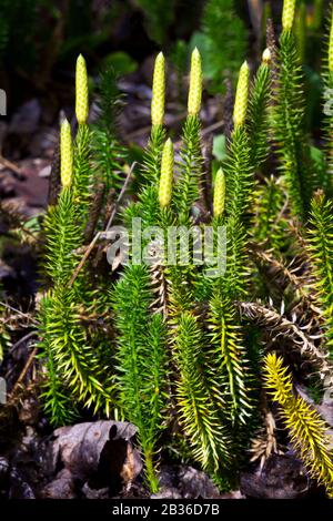 Stiff Clubmoss, Lycopodium annotinum, growing in a conifer forest in Pennsylvania's Pocono Mountains. Stock Photo