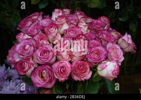 Bunch Of Pink Roses For Love Background. Soft Color Roses Bouquet. Wallpaper of Roses. Close up of roses. Stock Photo