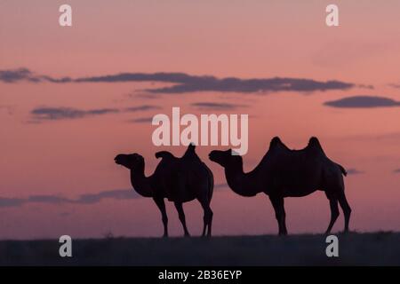 Mongolia, Omnogovi province, Bayanzag Flaming Cliffs, two silhouettes of standing Bactrian camels, Camelus bactrianus, in front of a glowing sky Stock Photo