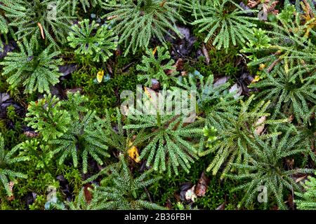 Southern Running-Pine, Diphasiastrum digitatum, growing n Sphagnum Moss in Pennsylvania's Pocono Mountains. Stock Photo