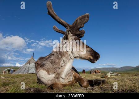 Mongolia, Khovsgol province, near Tsagaannuur, West Taiga, Tsaatan camp, reindeer in front of a traditionnal tent, altitude 2203 meters Stock Photo