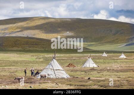 Mongolia, Khovsgol province, near Tsagaannuur, West Taiga, Tsaatan camp and reindeers, altitude 2203 meters Stock Photo