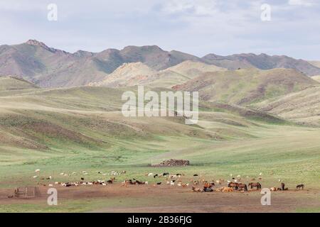 Mongolia, Omnogovi province, near Dalanzadgad, herd of goats, sheep and horses in the grassy steppe Stock Photo