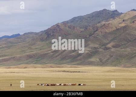 Mongolia, Omnogovi province, near Dalanzadgad, young shepherd and herd of goats in the grassy steppe Stock Photo
