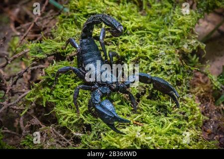 France, French Guiana, unexplored area on the border between the heart of the Amazonian Park of French Guiana and the Trinity National Nature Reserve, end of the dry season, scientific multidisciplinary inventory mission Haut Koursibo, scorpion Brotheas granulatus