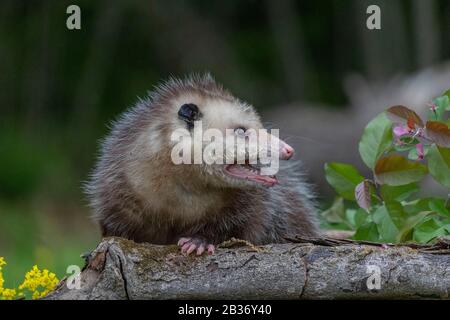 United Sates, Minnesota, Virginia opossum or North American opossum (Didelphis virginiana), captive Stock Photo