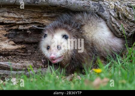 United Sates, Minnesota, Virginia opossum or North American opossum (Didelphis virginiana), captive Stock Photo