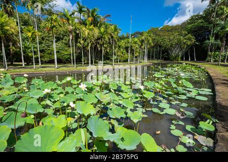 Mauritius, Pamplemousses district, Pamplemousses, Sir Seewoosagur Ramgoolam botanical garden, white lotus pond Stock Photo
