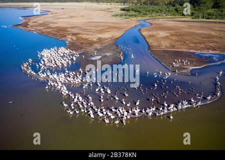 Kenya, Soysambu conservancy, lake Elementeita, great white pelican (Pelecanus onocrotalus) (aerial view) Stock Photo