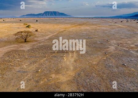 Kenya, landscape around the lake Magadi, wildebeest (Connochaetes taurinus) (aerial view) Stock Photo