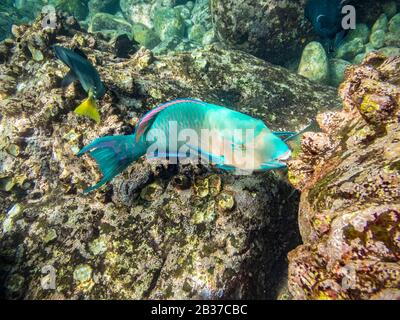 Ecuador, Galapagos archipelago, listed as World Heritage by UNESCO, Santa Fé Island, Diving around Bottle Island, here a blue parrotfish (Scarus ghobban) male crunches in shells Stock Photo