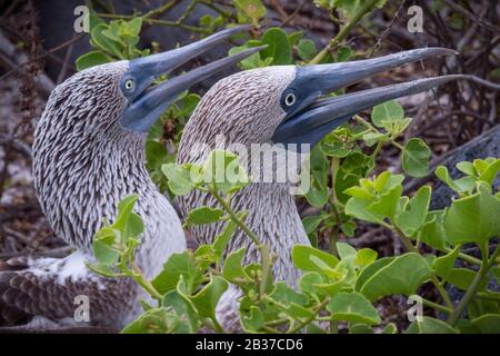 Ecuador, Galapagos archipelago, classified as World Heritage by UNESCO, Lobos Island, blue-footed boobies (Sula nebouxii) in love parade