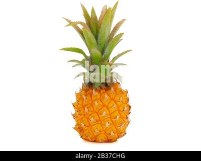 One whole baby pineapple with green leaves isolated on white background Stock Photo
