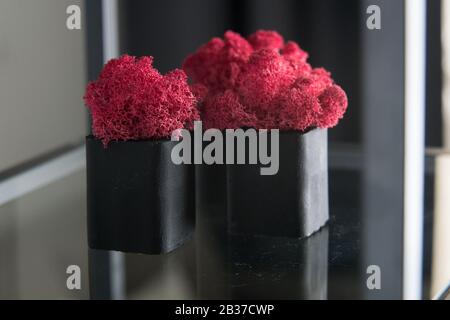 claret moss in a black concrete pot on a shelf Stock Photo