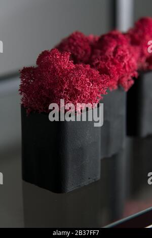 claret moss in a black concrete pot on a shelf Stock Photo