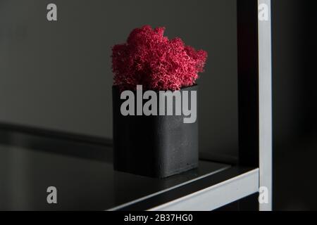 claret moss in a black concrete pot on a shelf Stock Photo