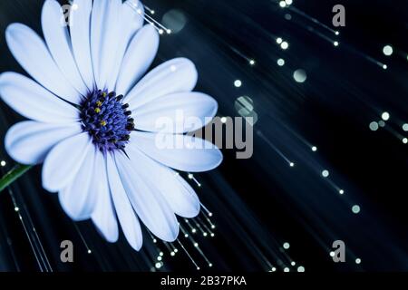 white flower with optical fiber Stock Photo