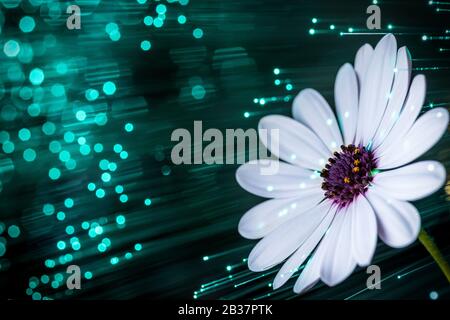 white flower with optical fiber Stock Photo