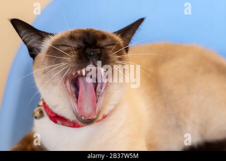 Portrait of yawning Wichien Maat cat Stock Photo