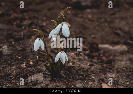 A group of beautiful white fragile spring snowdrops on black earth Stock Photo