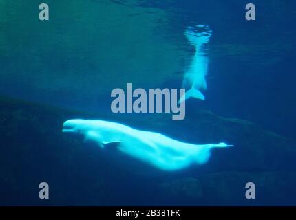 Beluga / beluga / Delphinapterus leucas; controlled conditions, Beluga Wal, Wale Stock Photo