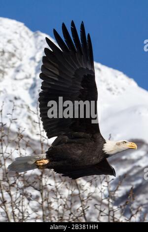 Weißkopfseeadler im Flug, haliaeetus leucocephalus  / bald eagle in flight, haliaeetus leucocephalus Stock Photo