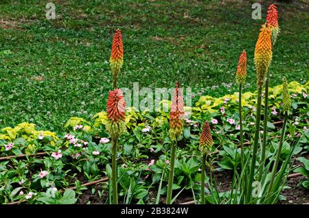 Group of red hot pokers flower also Kniphofia hirsuta, called tritoma,  torch lily, knofflers, traffic lights in public garden, Sofia, Bulgaria Stock Photo