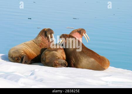 Drei Walrosse auf Eisscholle, Andreeland, Spitzbergen, Norwegen,