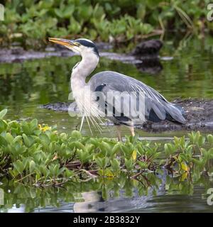 Graureiher, Ardea cinerea / Grey Heron, Ardea cinerea Stock Photo