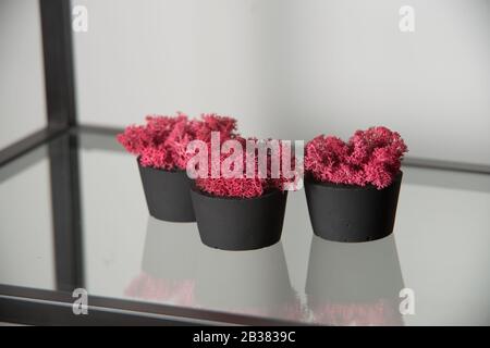 claret moss in a black concrete pot on a shelf Stock Photo