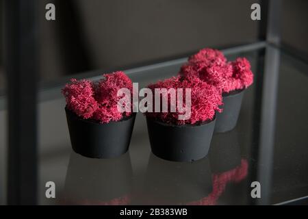 claret moss in a black concrete pot on a shelf Stock Photo