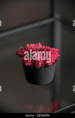claret moss in a black concrete pot on a shelf Stock Photo