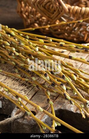 Young white willow branches with buds - ingredient used as a natural alternative to aspirin Stock Photo