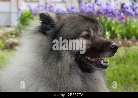 Deutscher wolfspitz is standing on a spring meadow. Keeshond or german spitz. Pet animals. Stock Photo