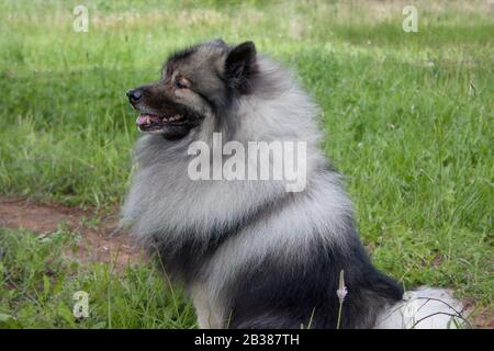 Deutscher wolfspitz is sitting on a green grass. Keeshond or german spitz. Pet animals. Stock Photo