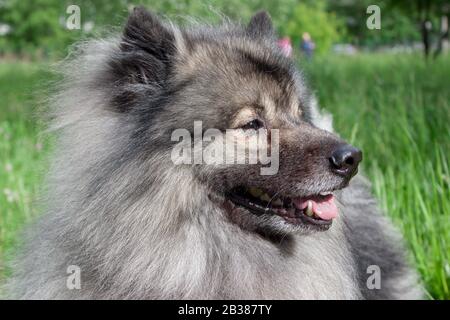 Deutscher wolfspitz close up. Keeshond or german spitz. Pet animals. Stock Photo