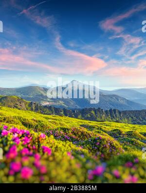 Rhododendron flowers covered mountains meadow in summer time. Purple sunrise light glowing on a foreground. Landscape photography Stock Photo